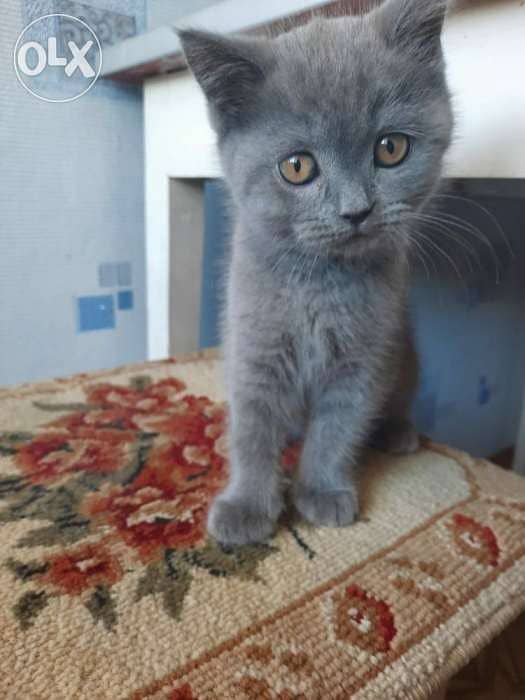 British Kitten Disponible et super jolie 0