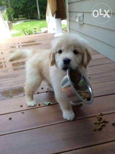 Golden Retriever Creamy intelligent