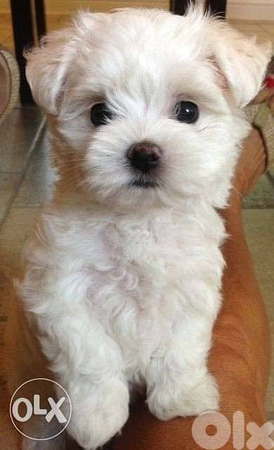 Bichon maltese puppies pure breed 0