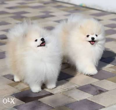 imported Teacup pomeranian