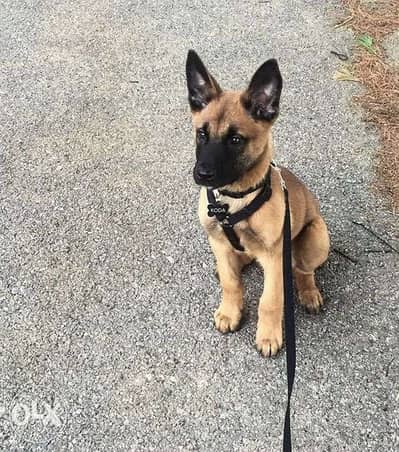 Malinois Puppies BLACK MASK