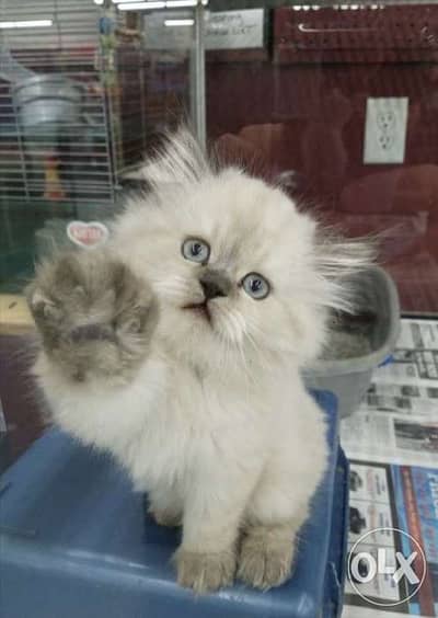 Persian Bluepoint  kitten CUTEST