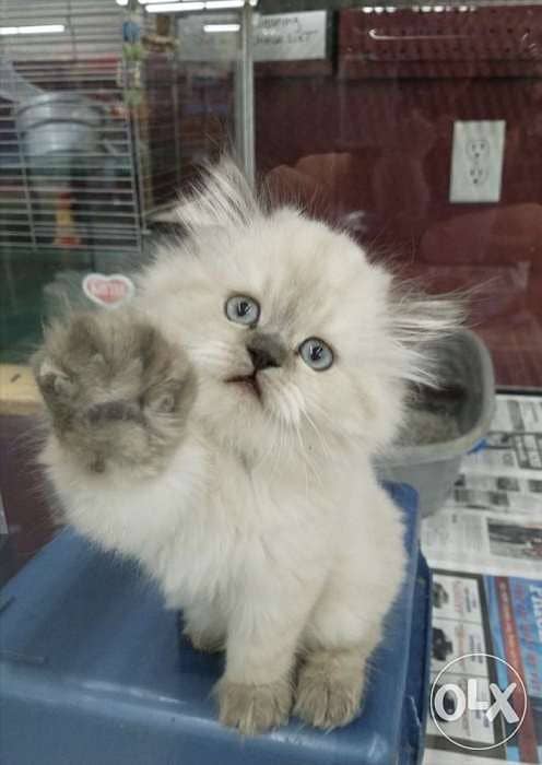 Persian Bluepoint  kitten CUTEST 0
