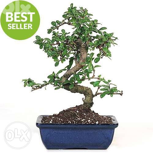 Carmona bonsai from Japan special price exclusive in lebanon 1