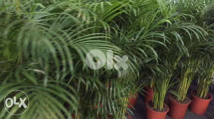 Areca King/ best prices in Lebanon 1
