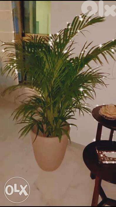 Areca King/ best prices in Lebanon 2