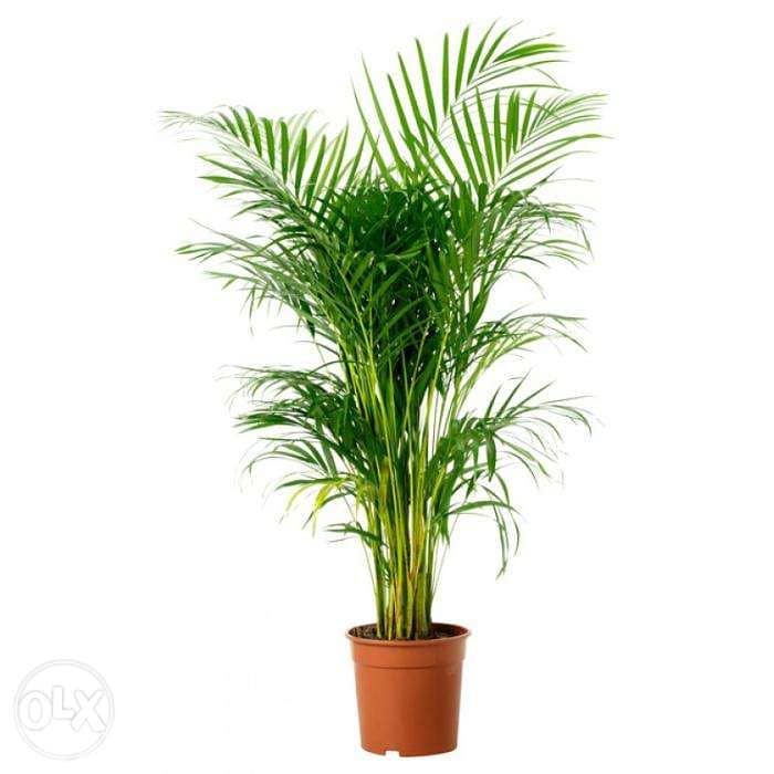 Areca King/ best prices in Lebanon 0