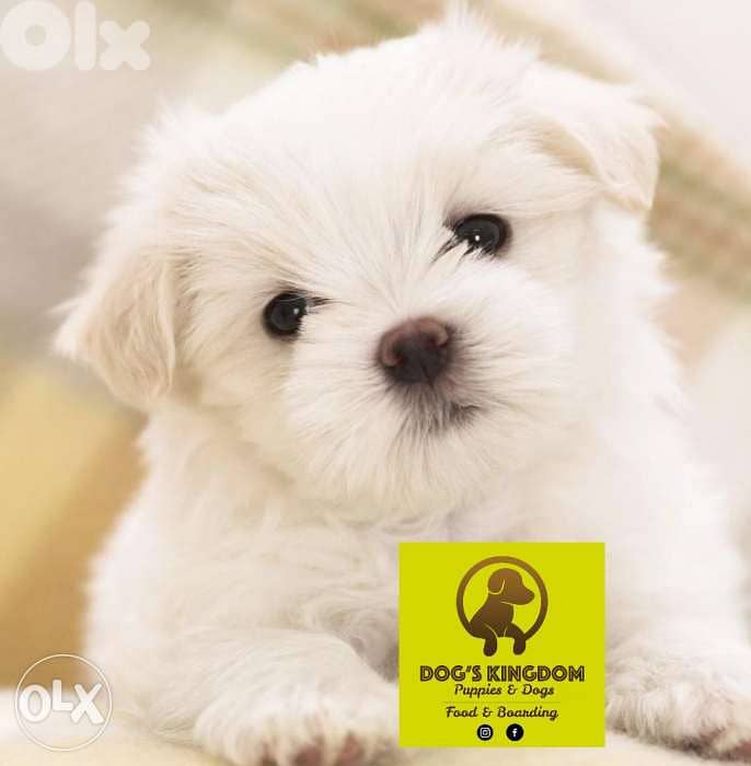 Bichon for sale 0