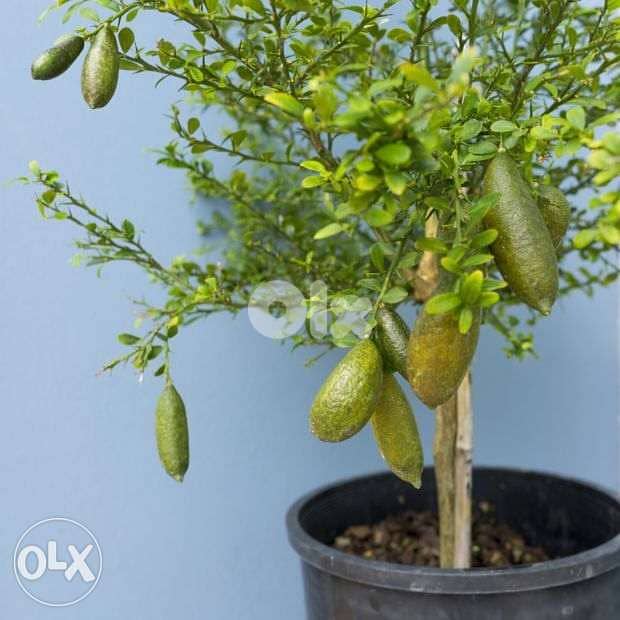 italian citron caviar / finger lime حامض سيترون كافيار 2