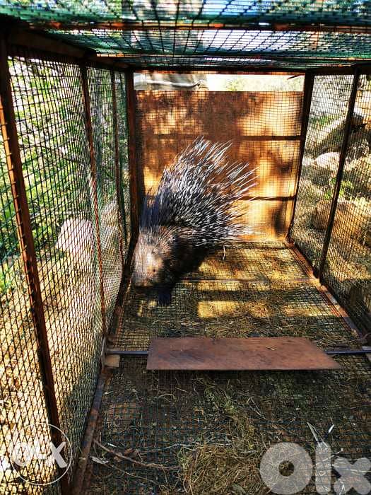 Animal cage 0