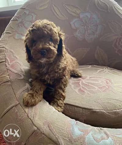imported  real poodle toy