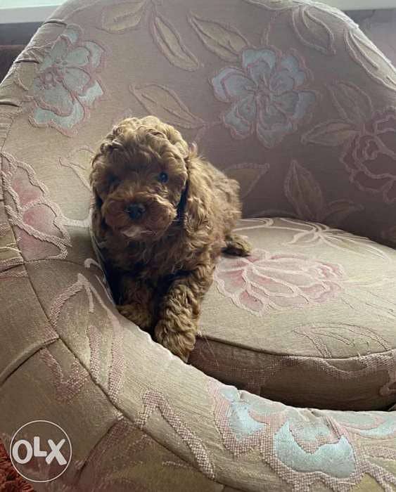 imported  real poodle toy 1