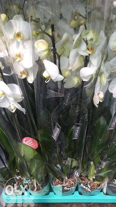 Orchid flower زهور الأوركيد best price in lebanon (Double LONG stem) 1