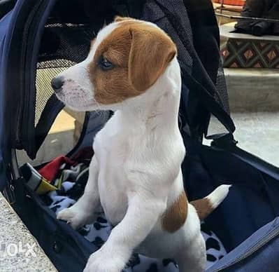 Jack russell
