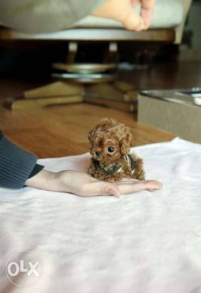 Miniature toy poodle