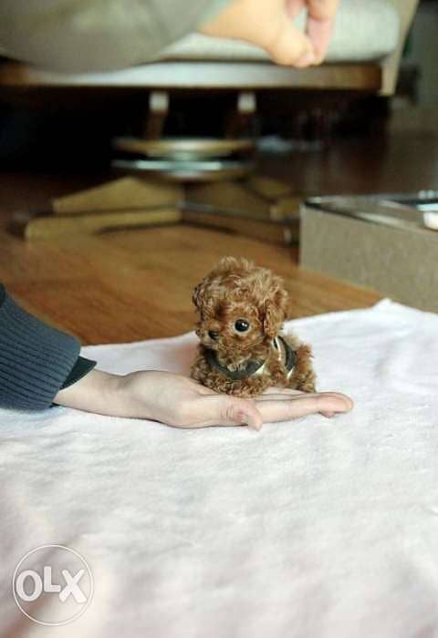 Miniature toy poodle 0