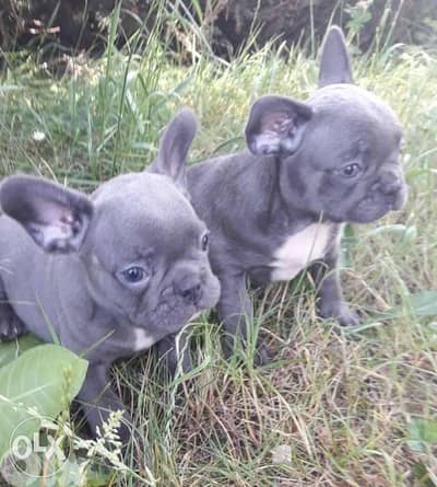 French bulldog