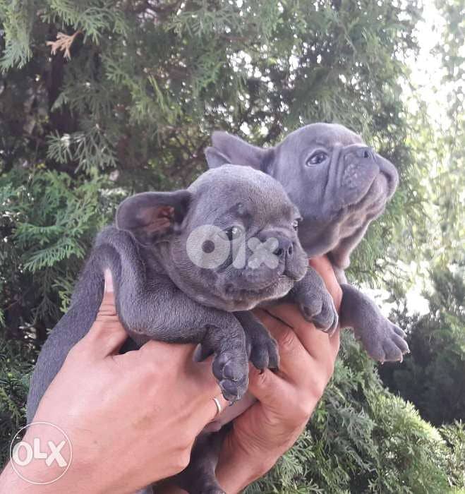 French bulldog 1