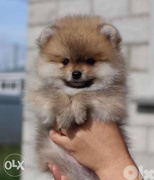 Pomeranian cute Puppy 0