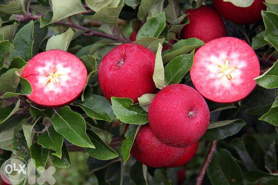 Redlove apple trees شجر تفاح سويسري أحمر من الداخل والخارج 0