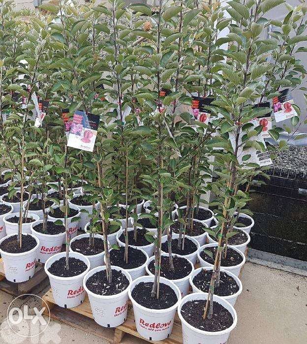 Redlove apple trees شجر تفاح سويسري أحمر من الداخل والخارج 1