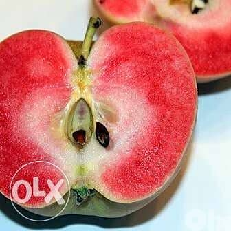 Redlove apple trees شجر تفاح سويسري أحمر من الداخل والخارج 2