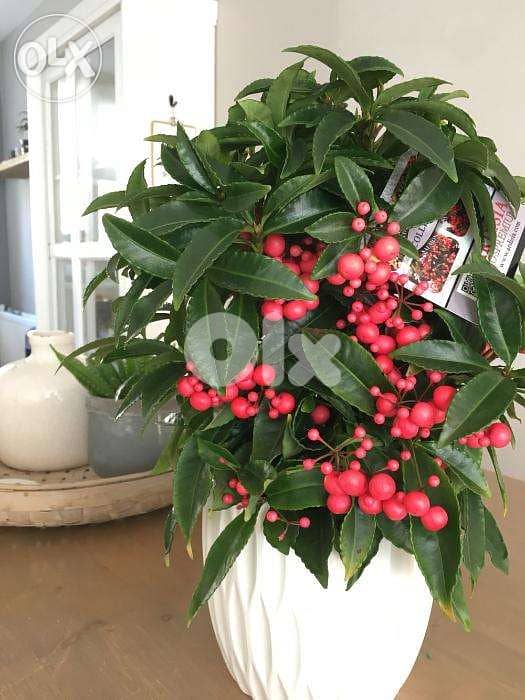 Ardisia plant / gift idea 1