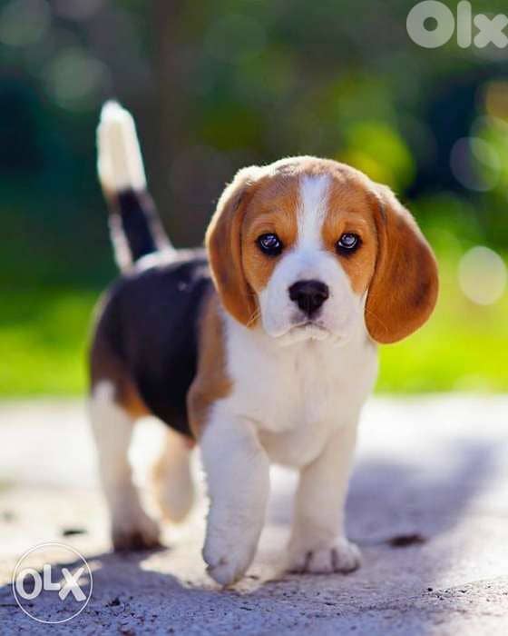 beagle puppies available 0