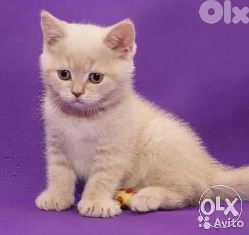 British Shorthair Kitten Golden color قطط 0