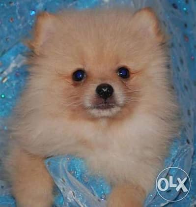 Pomeranian Orange color imported