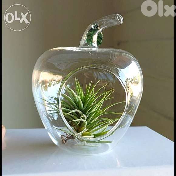 Air plant terrarium 1