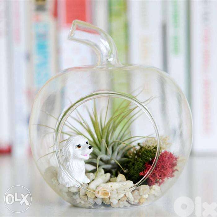 Air plant terrarium 2