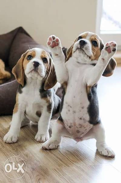 cute beagle puppies