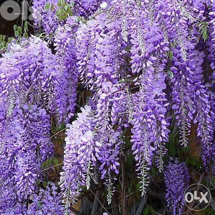 Italian Wisteria 1