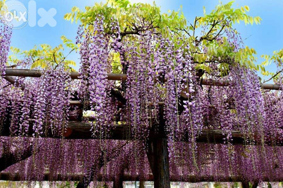 Italian Wisteria 2