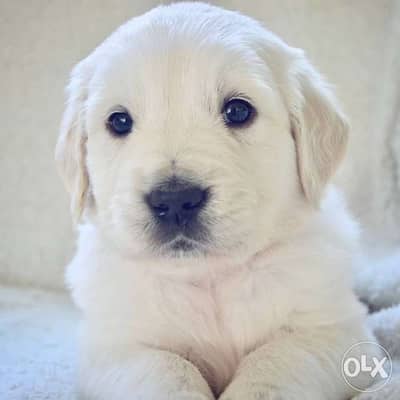 Golden Retriever cream puppy