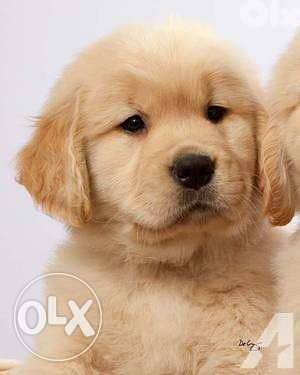 golden retriever (free delivery ) 0