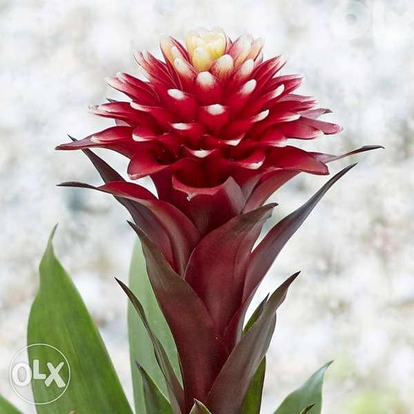 Guzmania special flower زهرة مميزة جدا 0
