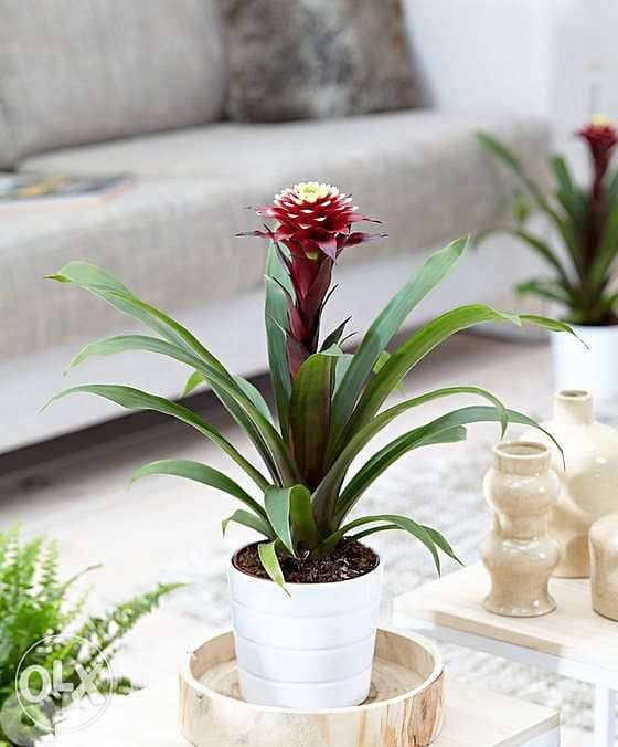 Guzmania special flower زهرة مميزة جدا 1