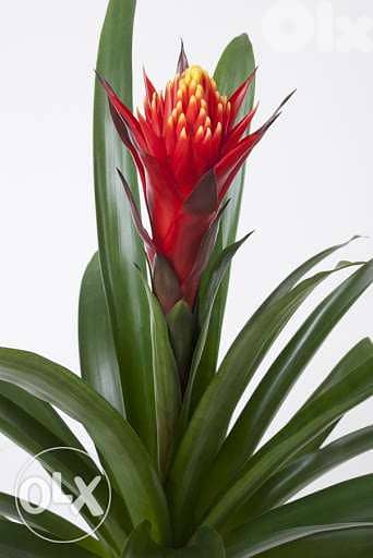 Guzmania special flower زهرة مميزة جدا 2