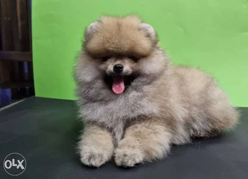 pomeranian tea cup 0