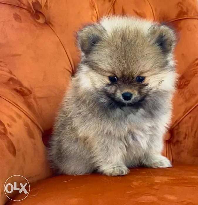 pomeranian tea cup 1