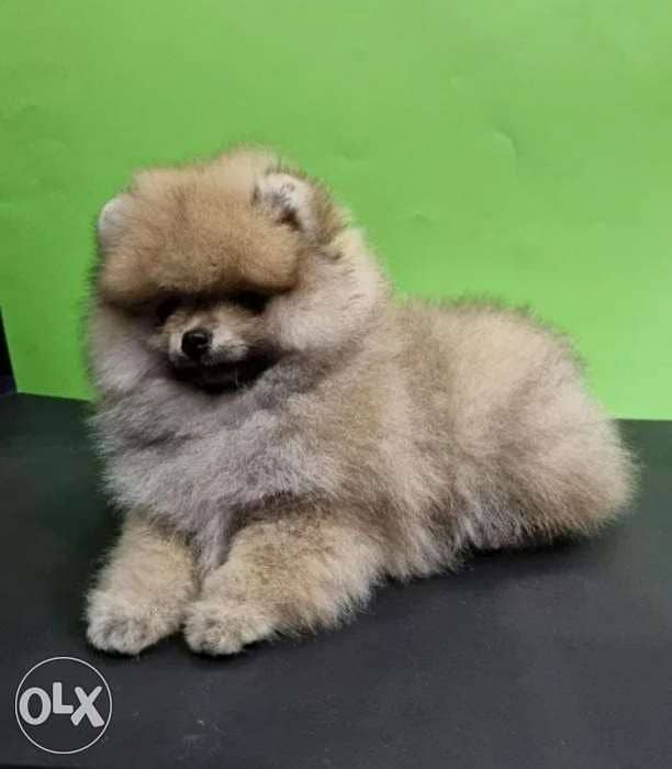 pomeranian tea cup 2