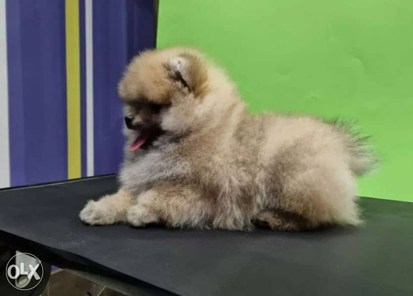 pomeranian tea cup 3