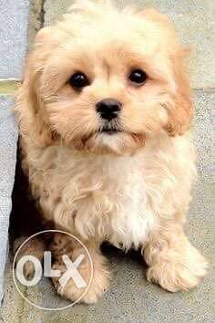MALTIPOO smallest Size Apricot Color