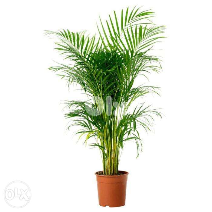 Areca plant best price in Lebanon 1