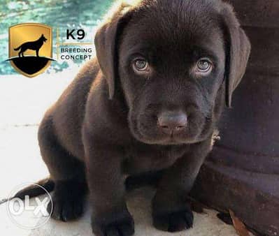 Chocolate Labrador retriever