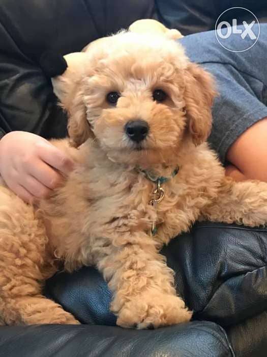 Mini Labradoodle imported CUTEEST 0