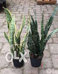 Snake plant/ sanseveria 3