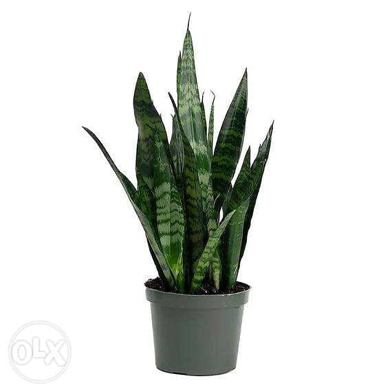 Snake plant/ sanseveria 4